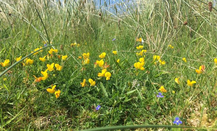 Wildflowers in the sand dunes